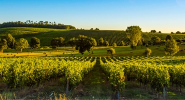 Detta dricker vi sommaren 2018