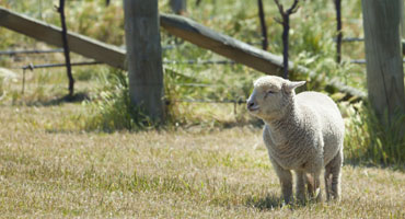 Vinvilse i ekoparadis
