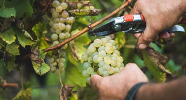 Grekiskt vin sätter avtryck