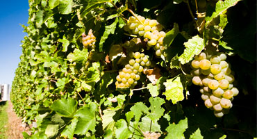 Druvan som satte Nya Zeeland på kartan