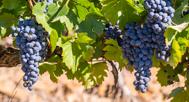 Sydafrika välkomnar med unika viner