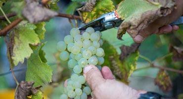 Älskade och hatade retsina