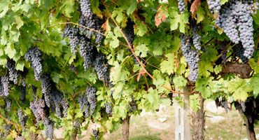 Elegans i amaroneland