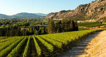 Kanadas viner vinner på elegans