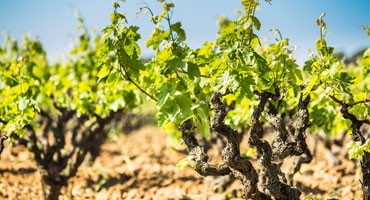 Toppvineri lanserar viner från Spaniens tre bästa vi..