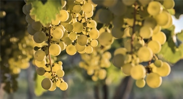 Den mångsidiga druvan Chardonnay