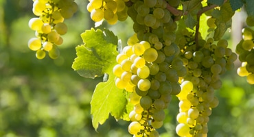 Riesling – druvan på allas läppar!