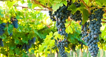 Appassimento – Vad är det egentligen?