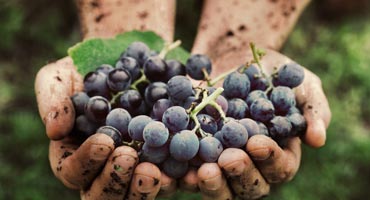 Naturviner – Vad är det egentligen?