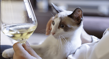 Vinet avslöjar din personlighet