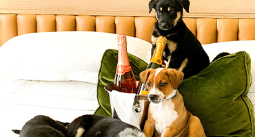 Här kan du beställa Prosecco och valpgos