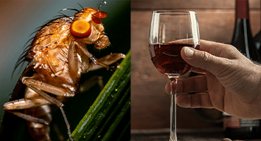 Smarta knepet som tar kål på dina bananflugor