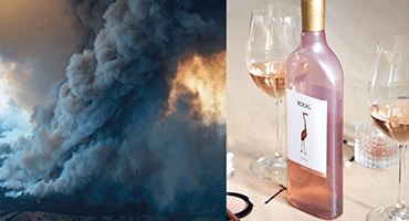 Därför är många populära viner i fara