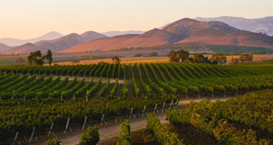 Hurra – därför blir vin billigare i flera år