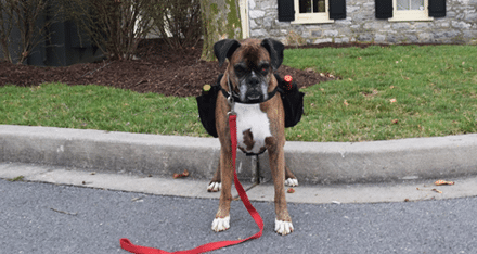 Hunden som levererar vin till hemmen