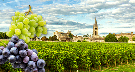 Nya druvor i Bordeaux – är det ens möjligt?