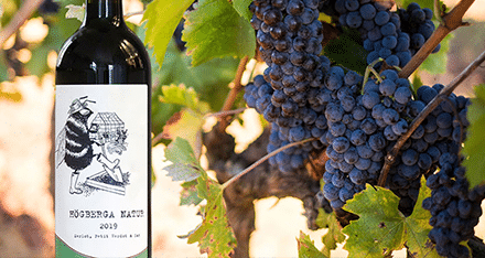 Naturvinet skördas i Toscana – men skapas i Sv..