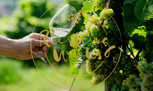 Riesling hyllas – med en egen vecka