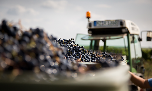 Vinskörden 2021: Katastrofalt liten men mäktig