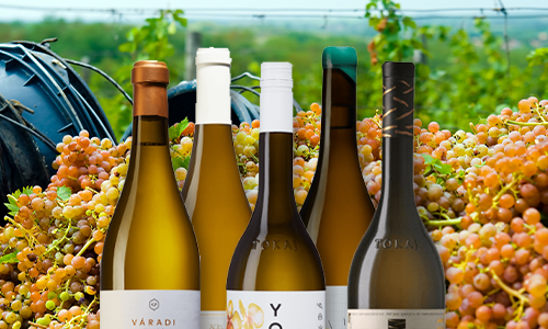 Fira ungerska Furmint Day den 1:a februari