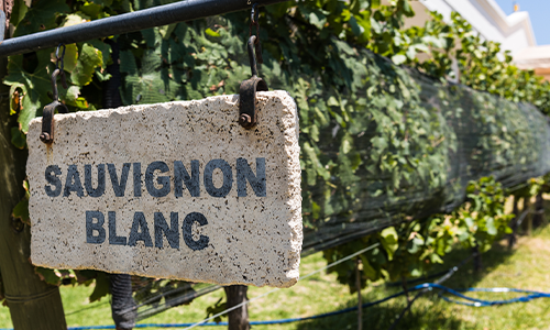 Sauvignon Blanc – den vilda vita