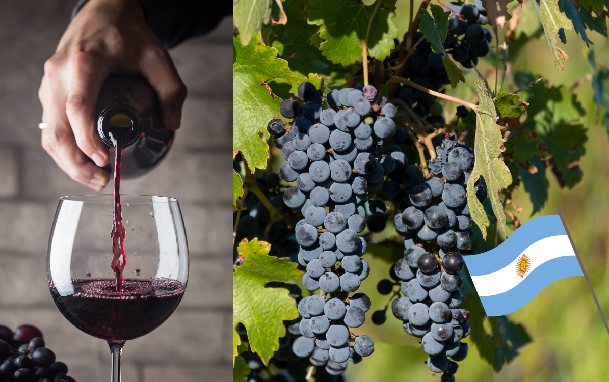 Malbec – en druva med franska rötter