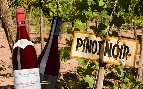 Pinot Noir – en svårodlad primadonna