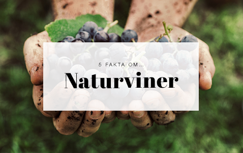 5 spännande fakta om naturviner
