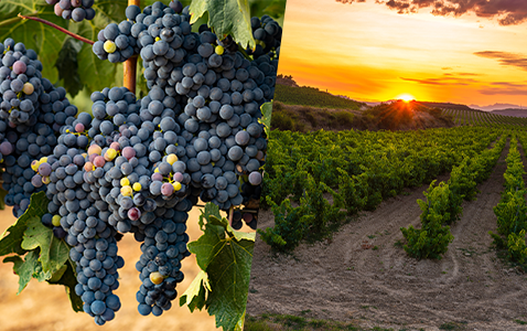 Tempranillo – Spaniens nationaldruva med många namn