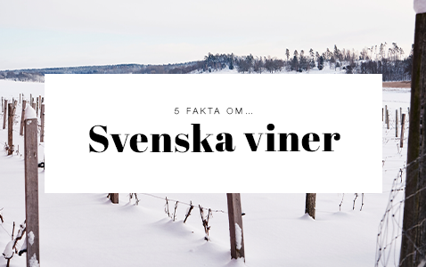 5 fakta du inte visste om svenska viner