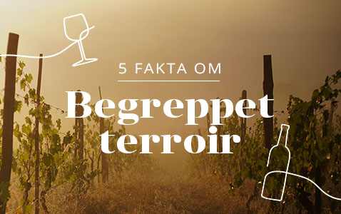 5 spännande fakta om begreppet terroir