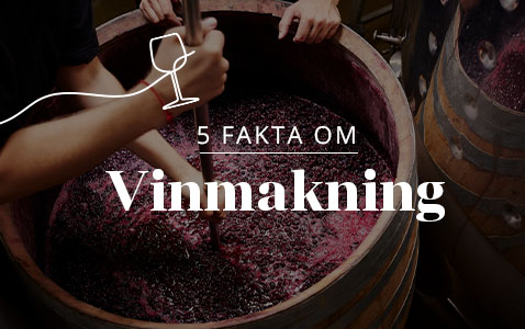 Vinmakning – från druva till glas