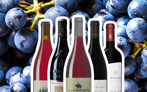 Allt om Grenache – trendig favorit från Medelhavet..