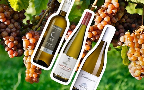 Nyanser av ”grå” – allt du vill veta om pinot gris..