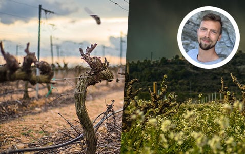 Hur klimatet förändrar vinvärlden: 3 frågor till Las..
